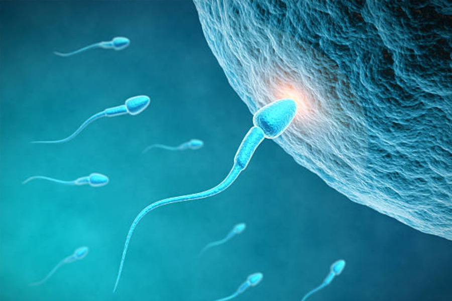 Fertilidad